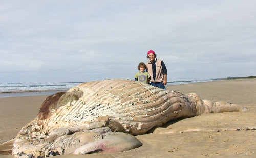 Mick McIntyre, director of Sydney-based Whales Alive, and his son Piripi, 9, inspect the carcass of the dead humpback whale on South Golden Beach, in the Billinudgel Nature Reserve. Mick McIntyre, director of Sydney-based Whales Alive, and his son Piripi, 9, inspect the carcass of the dead humpback whale on South Golden Beach, in the Billinudgel Nature Reserve.